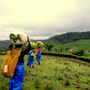 People standing in a field with large sacks of greens balanced on their heads.